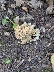 Ramaria rasilispora