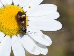 Adelidae