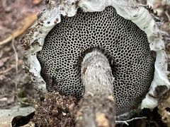 Strobilomyces strobilaceus