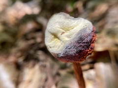 Aureoboletus betula
