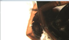 Trachyzelotes pedestris