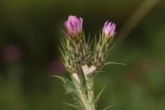 Carduus tenuiflorus