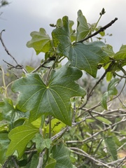 Dioscorea bryoniifolia