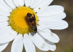 Adelidae