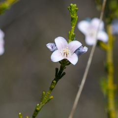 Cyanothamnus coerulescens