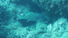 Sciaena umbra