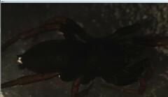 Trachyzelotes pedestris