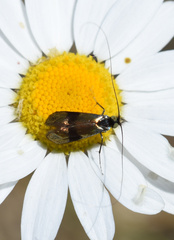 Adelidae