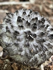 Strobilomyces strobilaceus