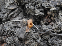 Tetragonisca fiebrigi