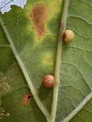 Neuroterus anthracinus