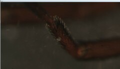 Trachyzelotes pedestris