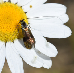 Adelidae