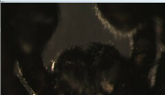 Trachyzelotes pedestris