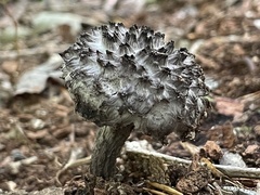 Strobilomyces strobilaceus