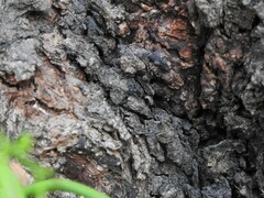 Camponotus