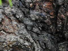 Camponotus