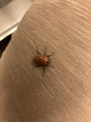 Amphimallon solstitiale