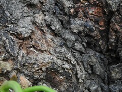 Camponotus