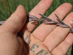 Leymus cinereus
