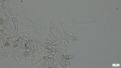 Boletaceae