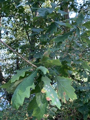 Neuroterus anthracinus