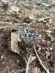 Strobilomyces strobilaceus