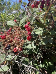 Rubus bifrons