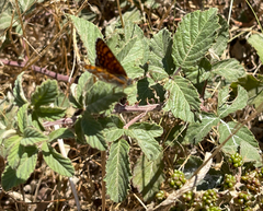 Rubus ulmifolius