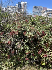 Rubus bifrons