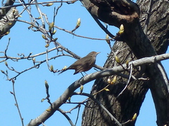 Turdus rufiventris