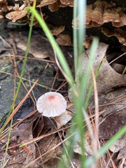 Marasmius capillaris