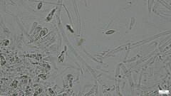 Boletaceae