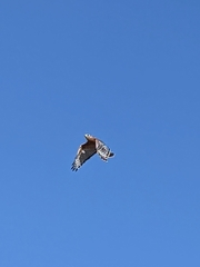 Buteo lineatus