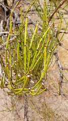 Ephedra viridis