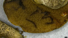 Boletaceae