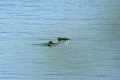 Phocoena phocoena