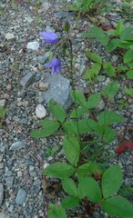 Campanula rotundifolia