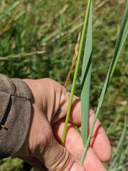 Leymus cinereus