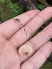 Marasmius capillaris
