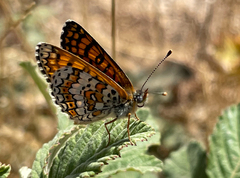 Melitaea cinxia