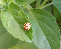 Psyllobora confluens