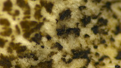 Boletaceae