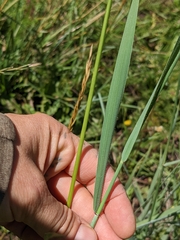 Leymus cinereus