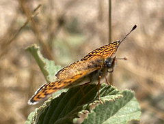 Melitaea cinxia