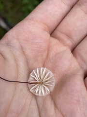 Marasmius capillaris
