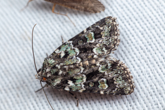 Lacinipolia strigicollis