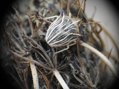 Ancyrosoma leucogrammes