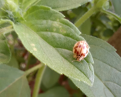 Psyllobora confluens