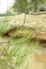 Ephedra viridis